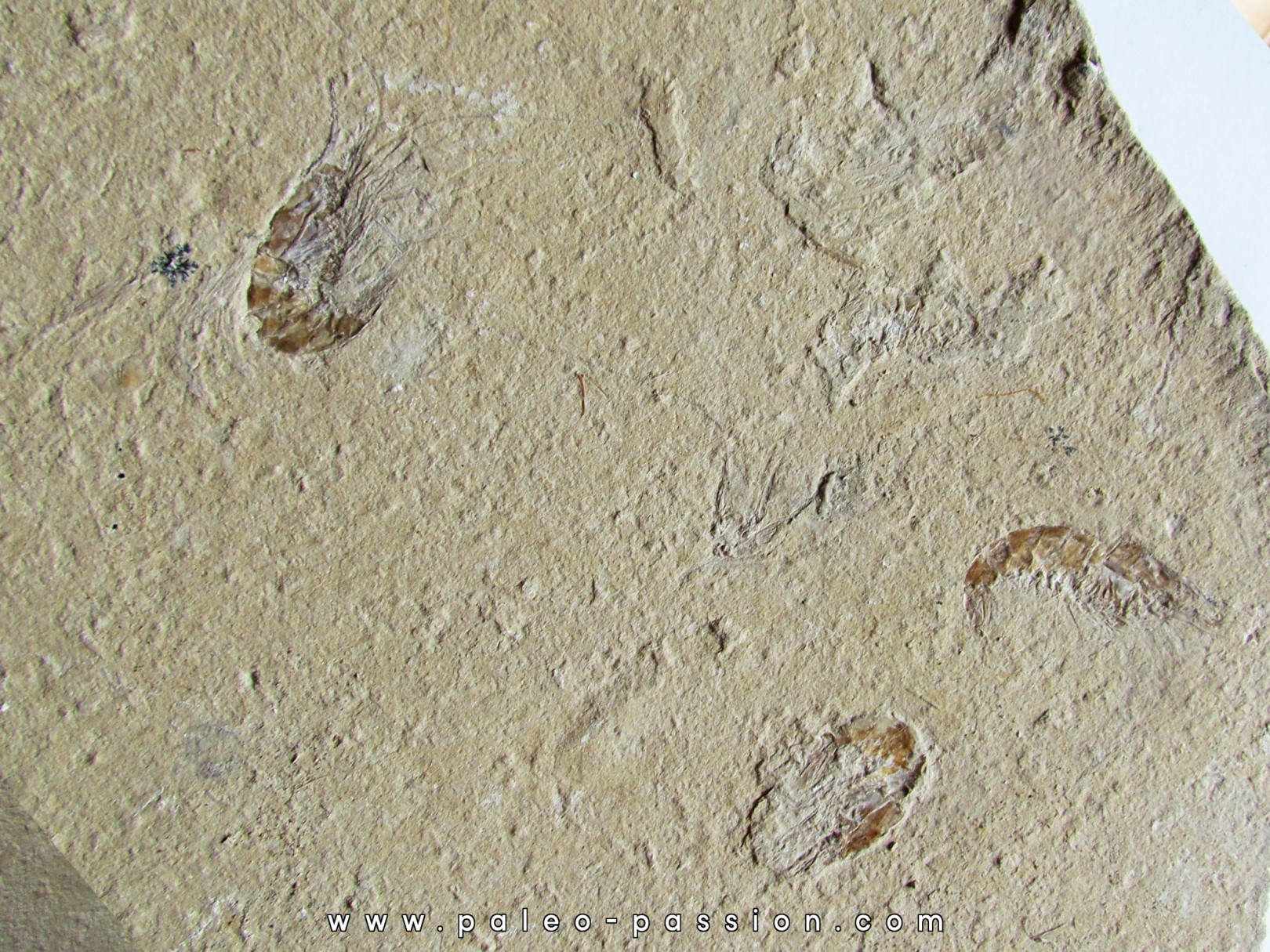 CARPOPENAEUS CALLIROSTRIS (4) CARPOPENAEUS CALLIROSTRIS (4)