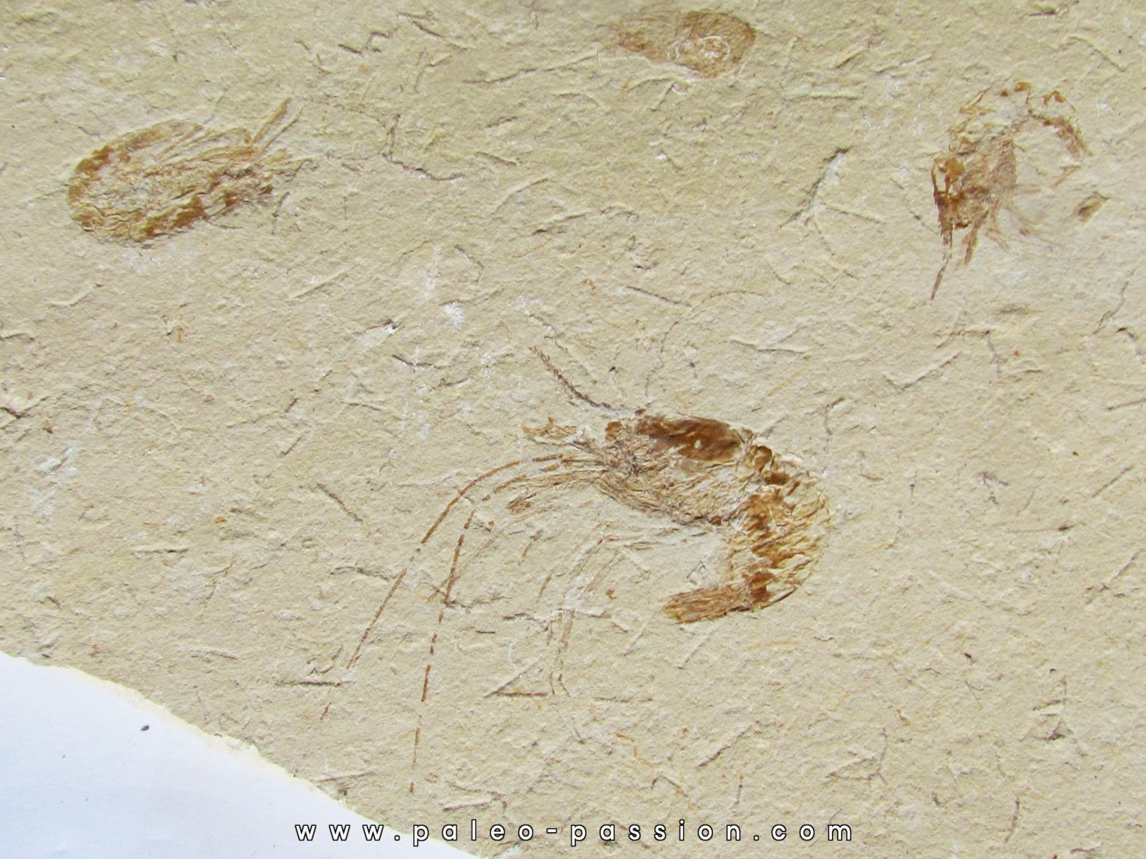 CARPOPENAEUS CALLIROSTRIS (7) CARPOPENAEUS CALLIROSTRIS (7)