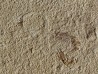 CARPOPENAEUS CALLIROSTRIS et ver annelides (8) CARPOPENAEUS CALLIROSTRIS et ver annelides (8)