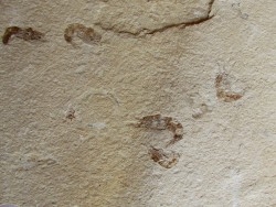 CARPOPENAEUS CALLIROSTRIS et ver annelides (8)