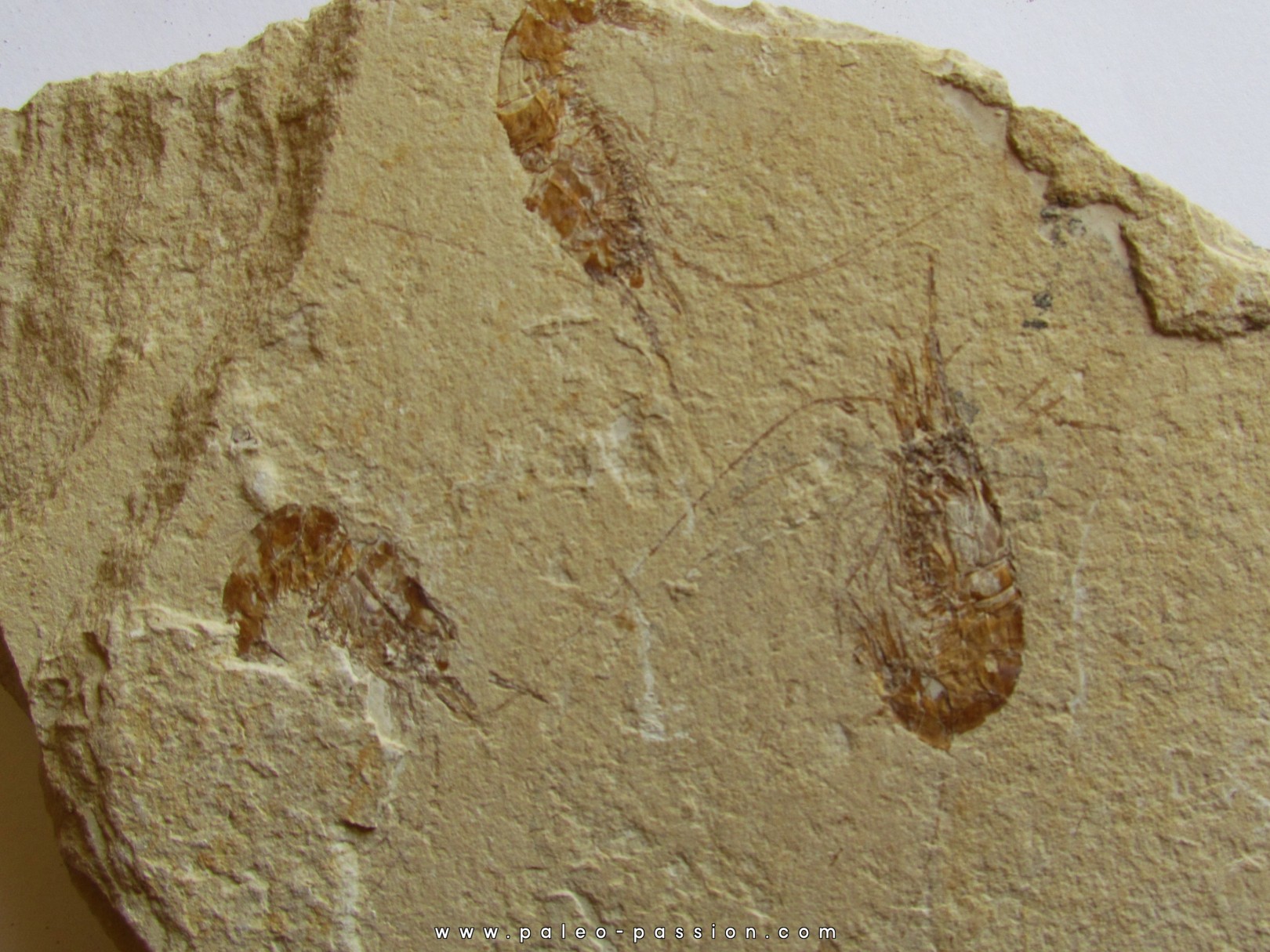 CARPOPENAEUS CALLIROSTRIS (11) CARPOPENAEUS CALLIROSTRIS (11)