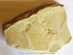 CARPOPENAEUS CALLIROSTRIS (13)