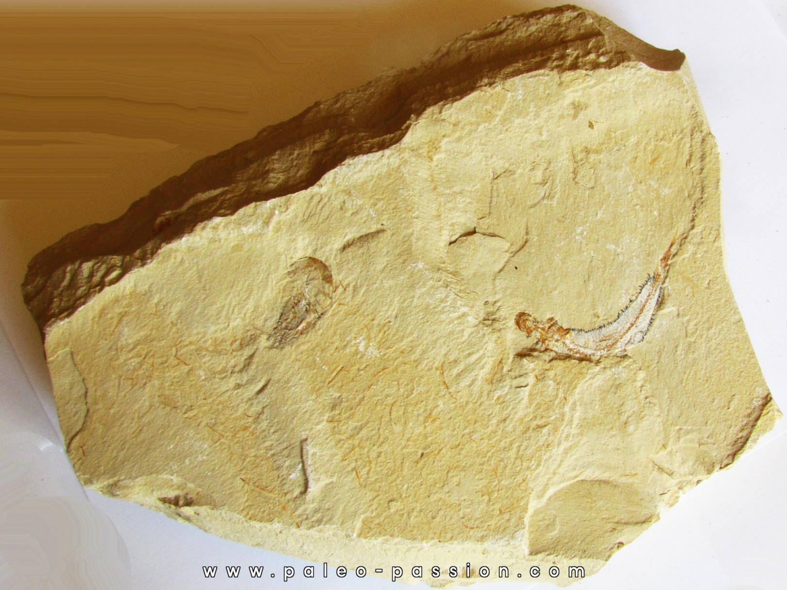 CARPOPENAEUS CALLIROSTRIS (13)