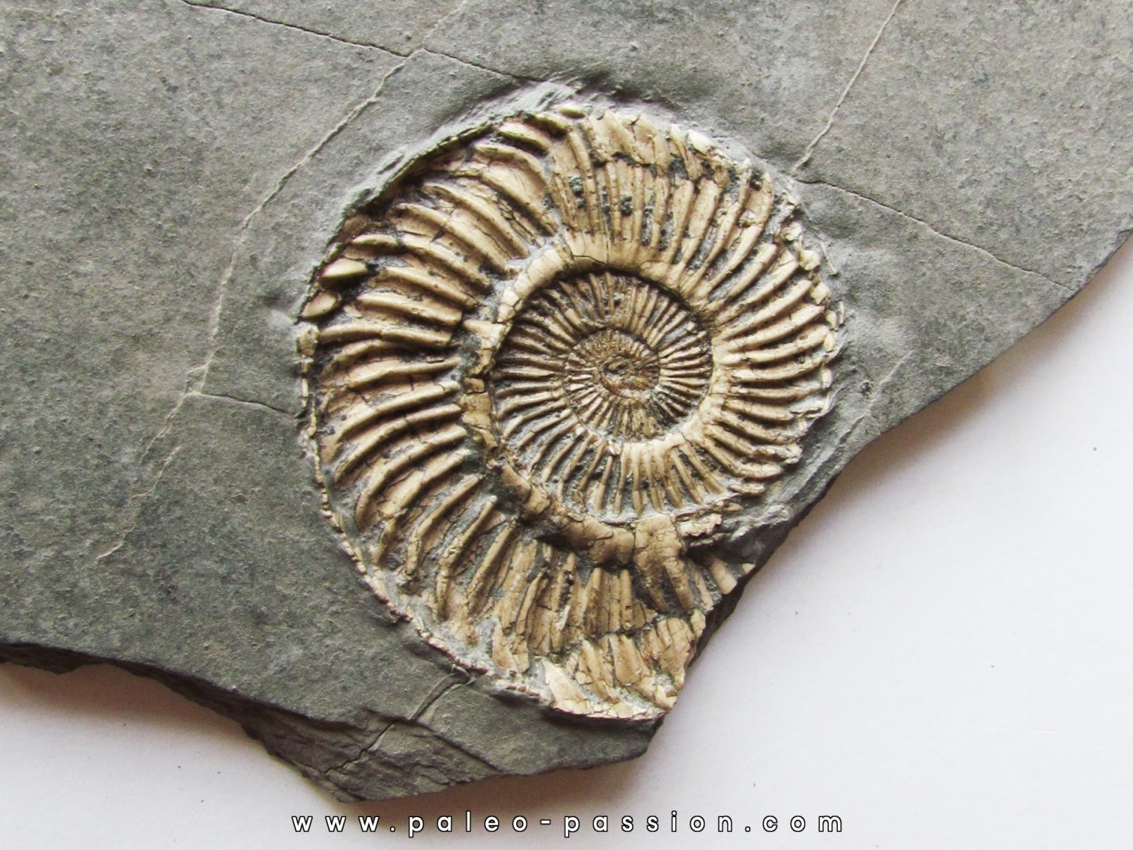 Schlotheimia gr. angulata  (2)