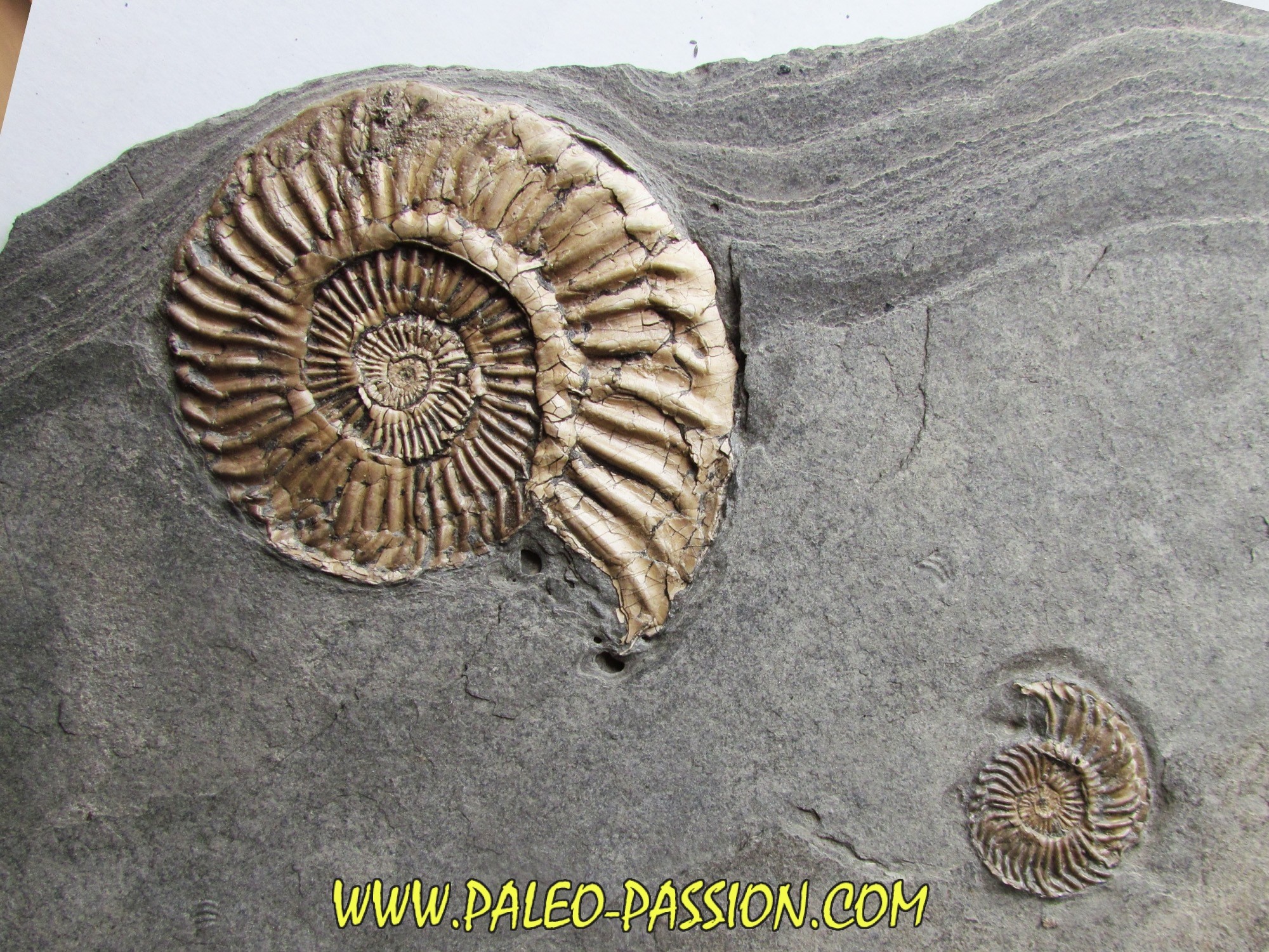 https://www.paleo-passion.com/ammonites-jurassique/2194-liparoceras-cheltiensis.html
