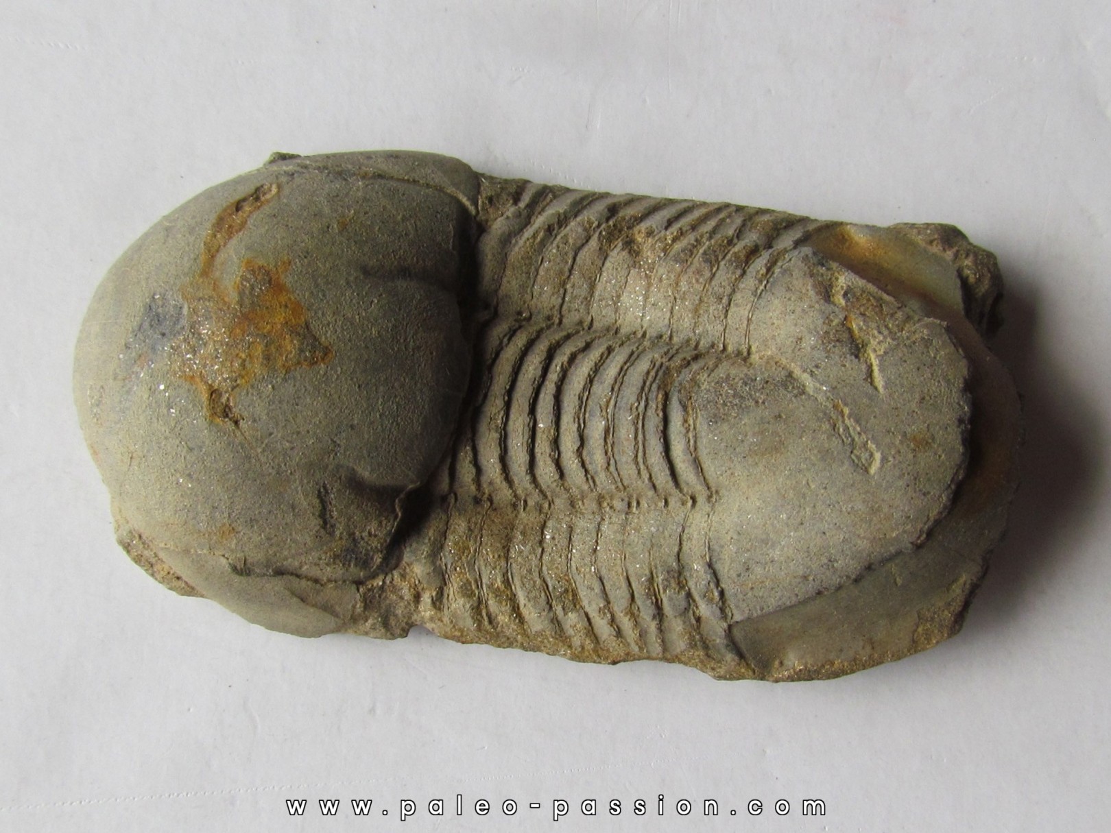 Ectillaenus giganteus (2) Ectillaenus giganteus (2)