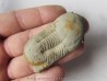 Ectillaenus giganteus (2) Ectillaenus giganteus (2)