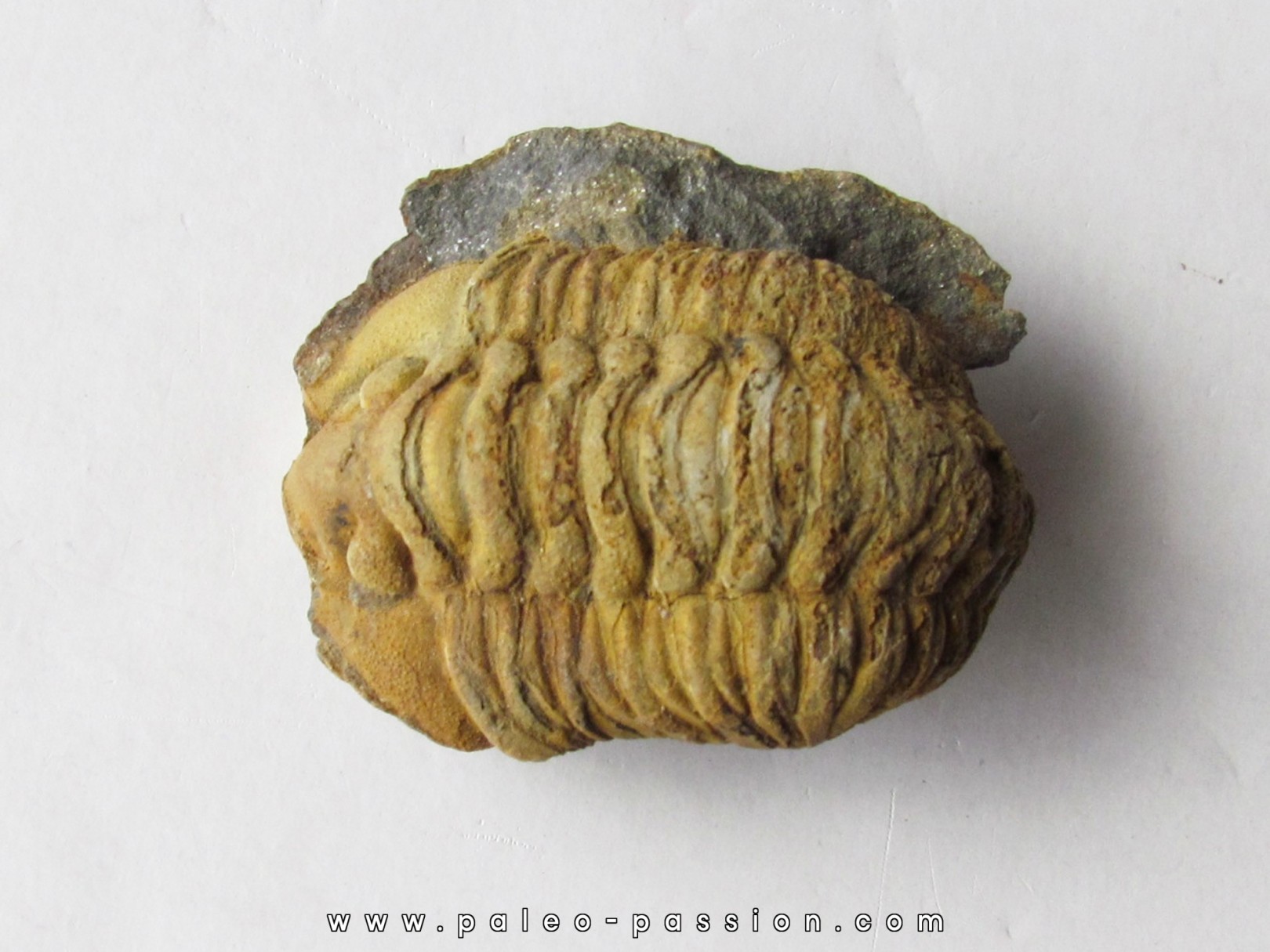 salterocoryphe salteri salterocoryphe salteri