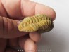 salterocoryphe salteri salterocoryphe salteri