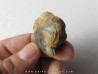 salterocoryphe salteri salterocoryphe salteri