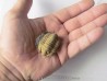 salterocoryphe salteri salterocoryphe salteri