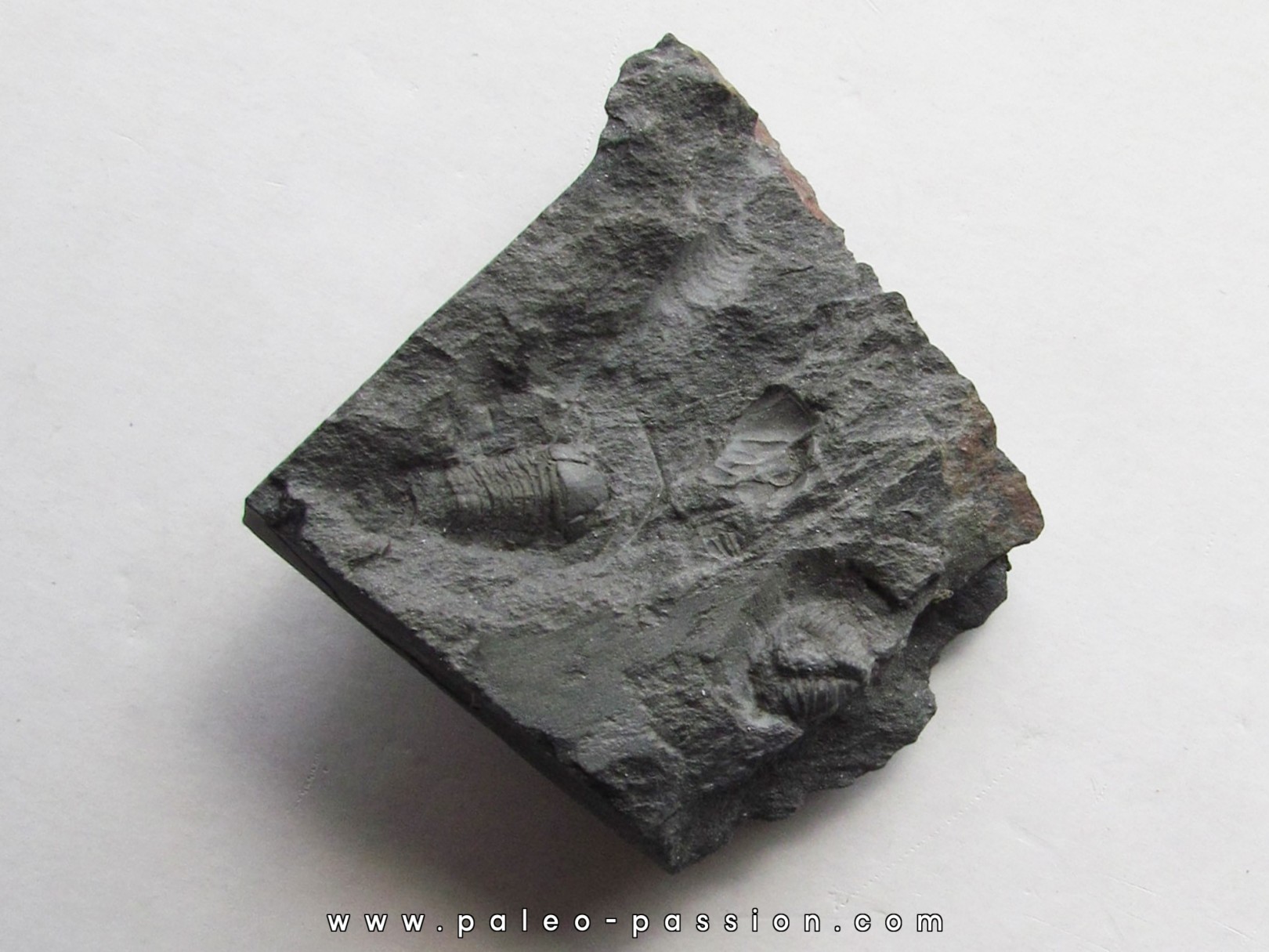 plaesicomia oelerthi plaesicomia oelerthi