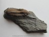 Phacopidina micheli micheli Phacopidina micheli micheli