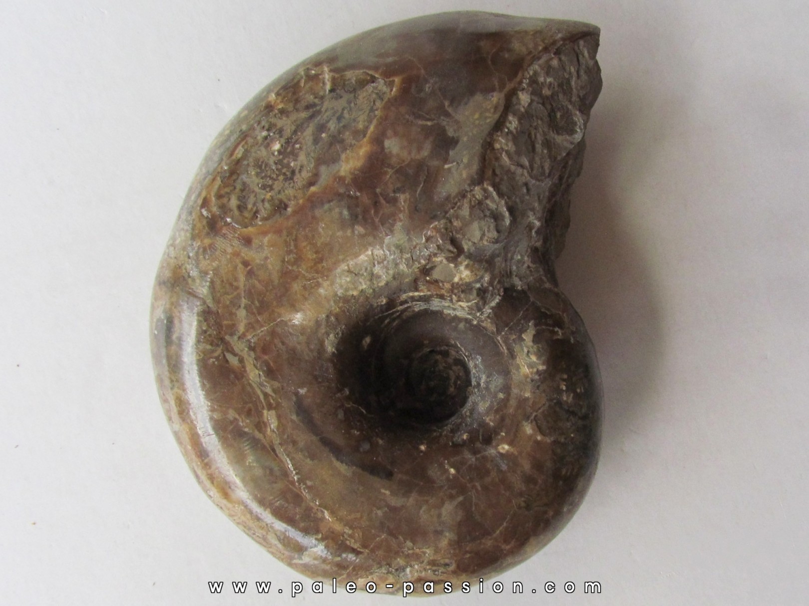 Tetragonites glabrus Tetragonites glabrus