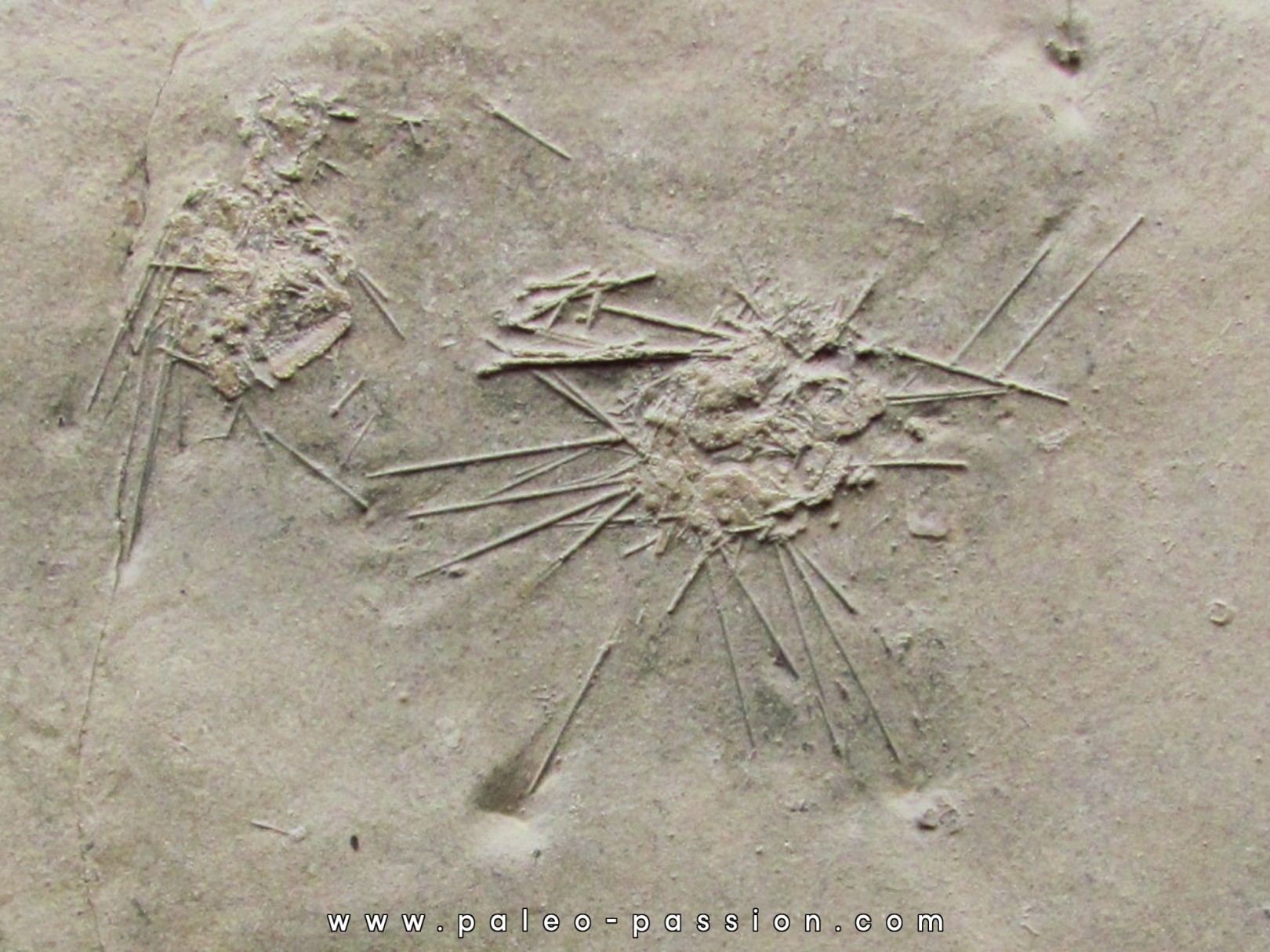 oursin diademopsis serialis (1)