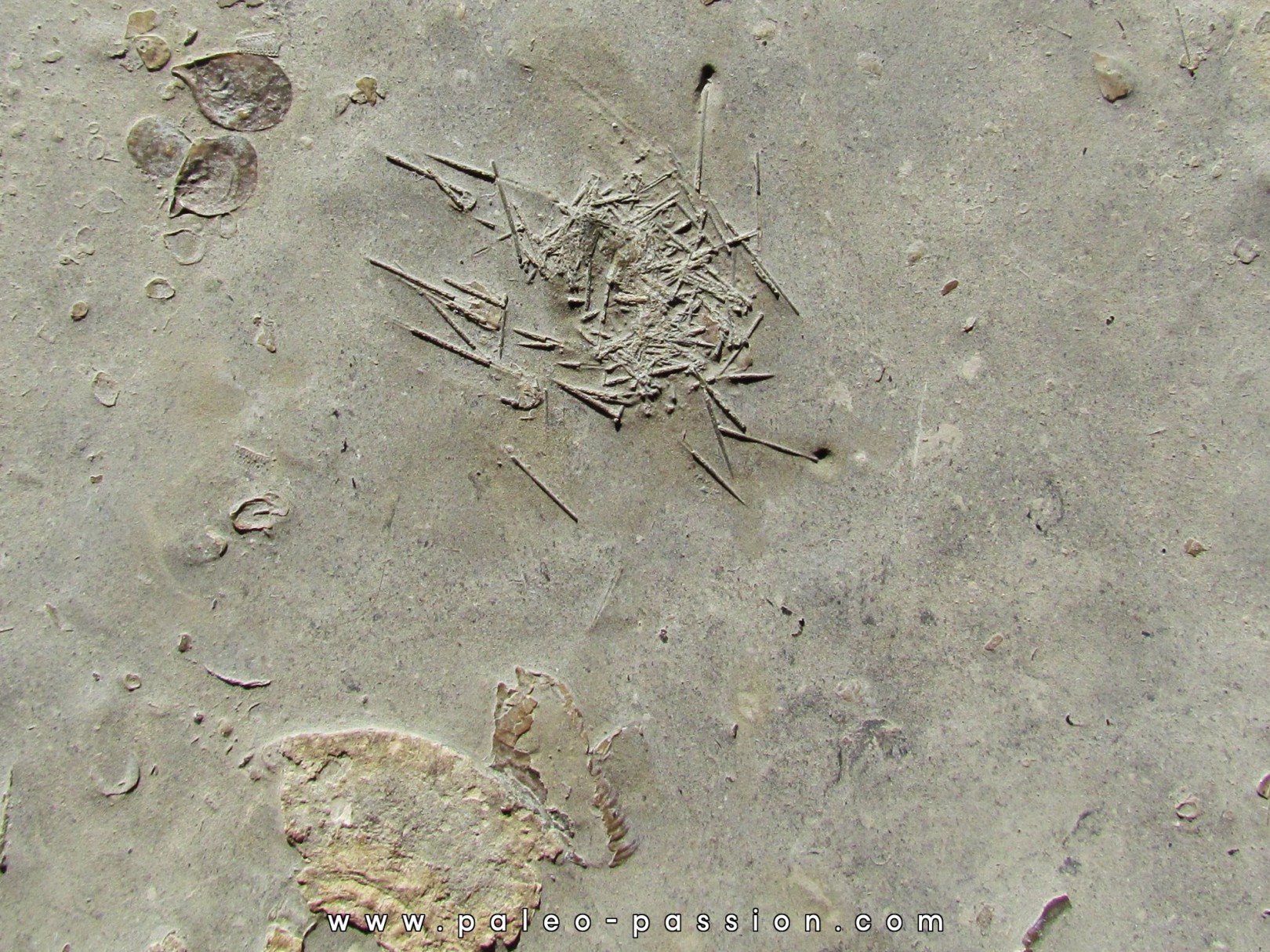 oursin diademopsis serialis (2) oursin diademopsis serialis (2)