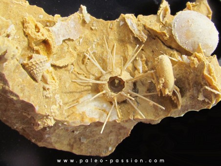 urchin Polydiadema superbum (1)