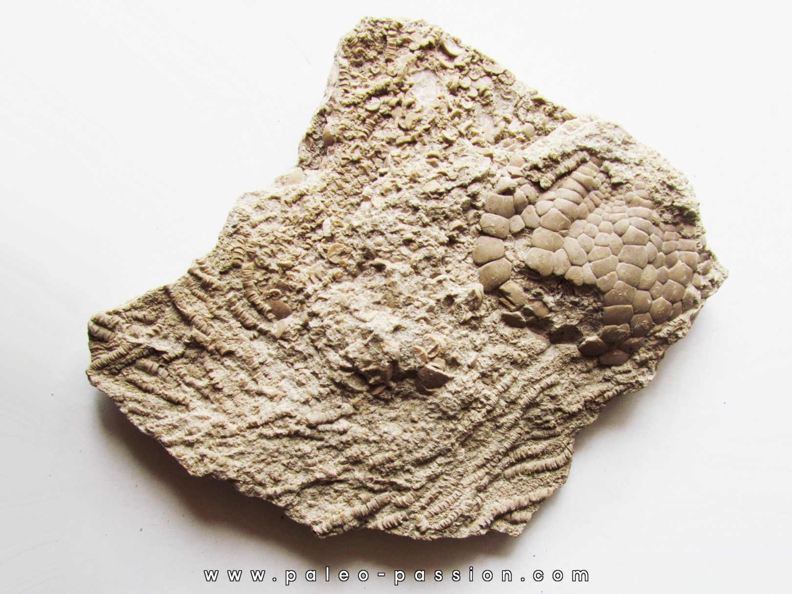 Uintacrinus socialis