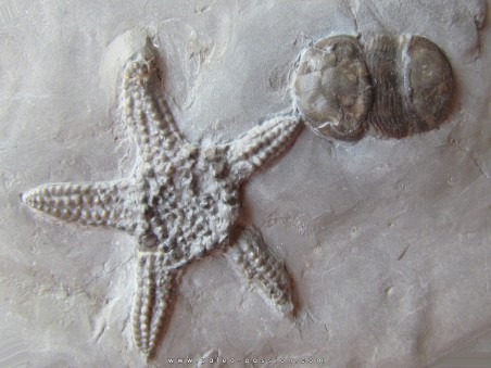 Paleaster niagarensis & Bumastus ioxus 