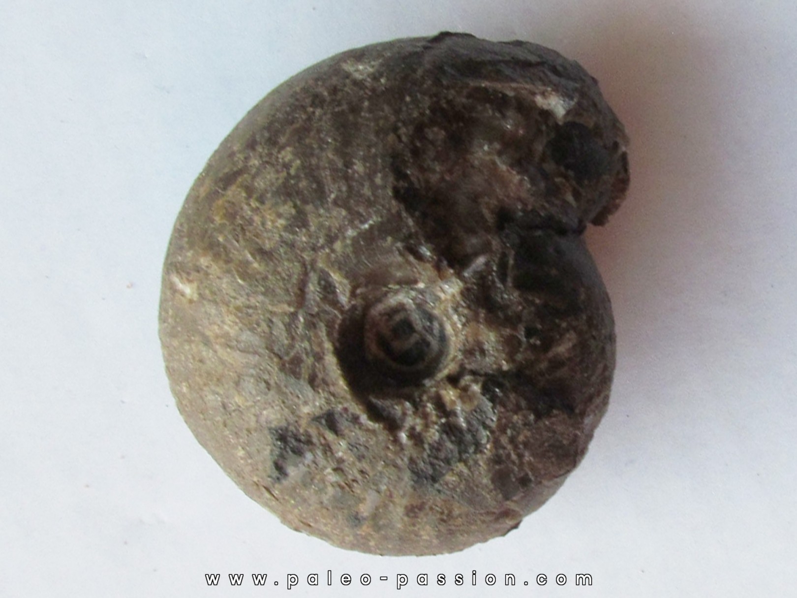ARISTOPTYCHITES EUGLYPHUS (1) ARISTOPTYCHITES EUGLYPHUS (1)