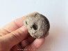 ARISTOPTYCHITES EUGLYPHUS (1) ARISTOPTYCHITES EUGLYPHUS (1)