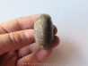 ARISTOPTYCHITES EUGLYPHUS (1) ARISTOPTYCHITES EUGLYPHUS (1)
