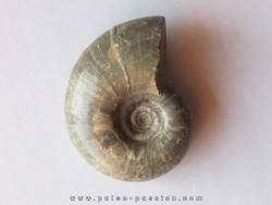 Eogaudryceras malandiandrensis