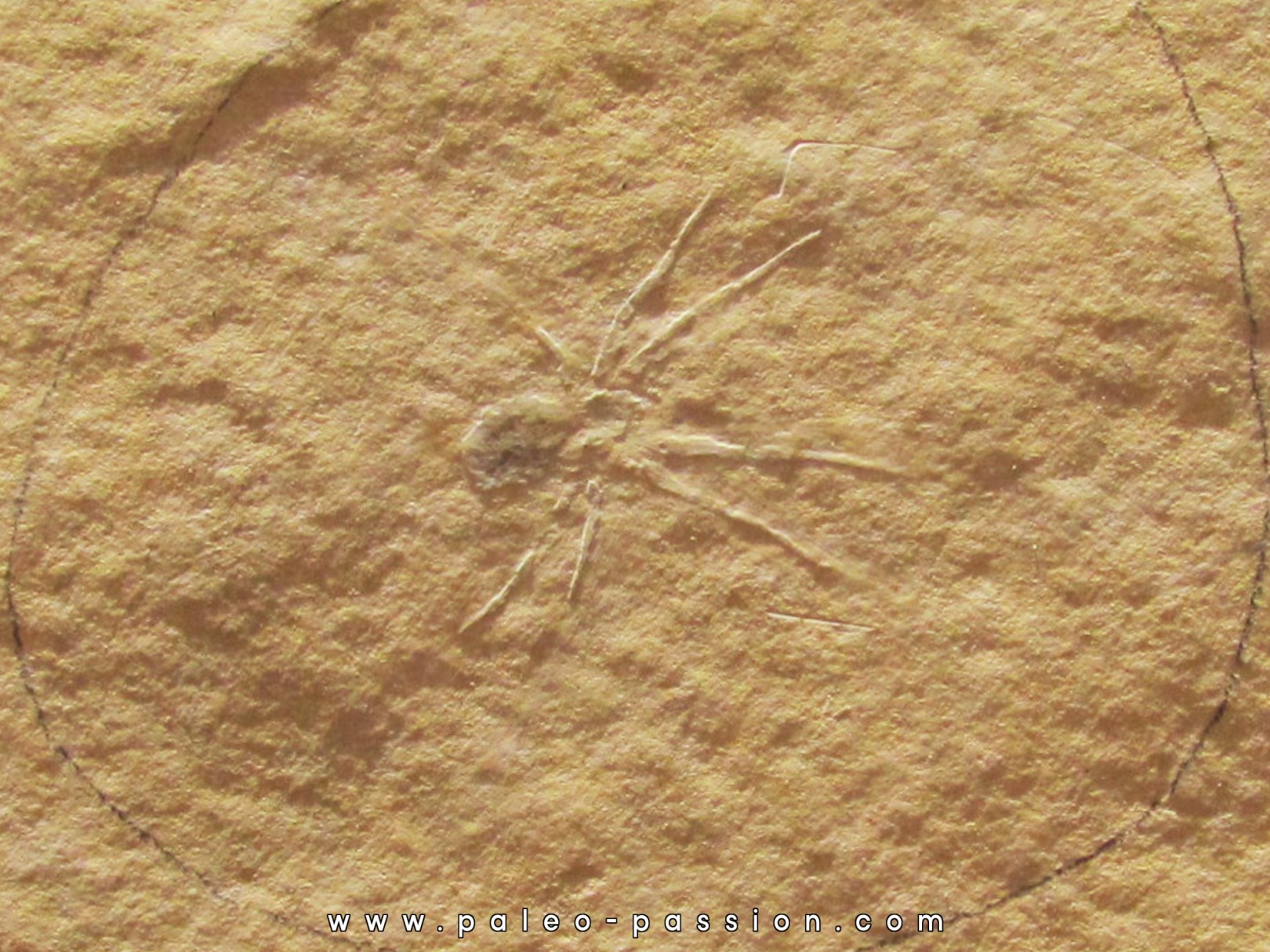 grosse Araignée - France -  AIX EN PROVENCE grosse Araignée - France -  AIX EN PROVENCE