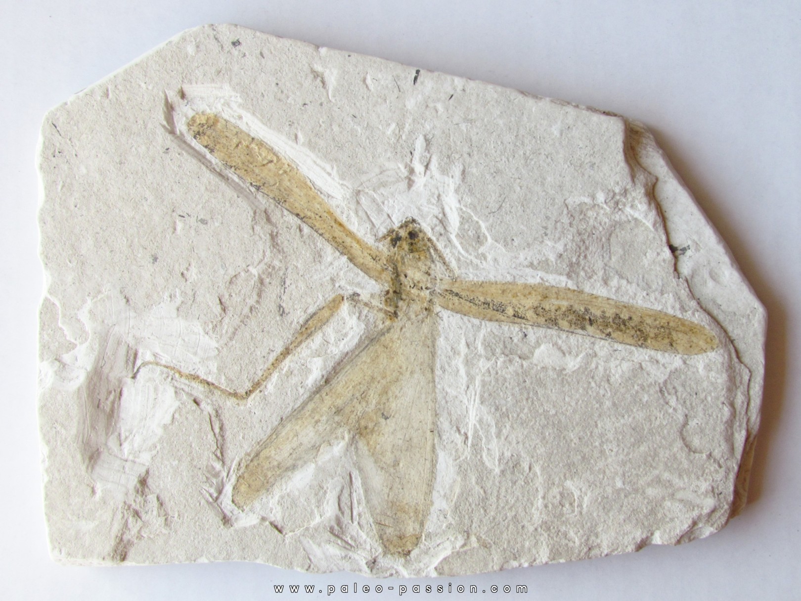 TETTIGONIA sp. (green grasshopper)- France -  Massif du Coiron - saint Bauzile 52° TETTIGONIA sp. (green grasshopper)- France -  Massif du Coiron - saint Bauzile 52°