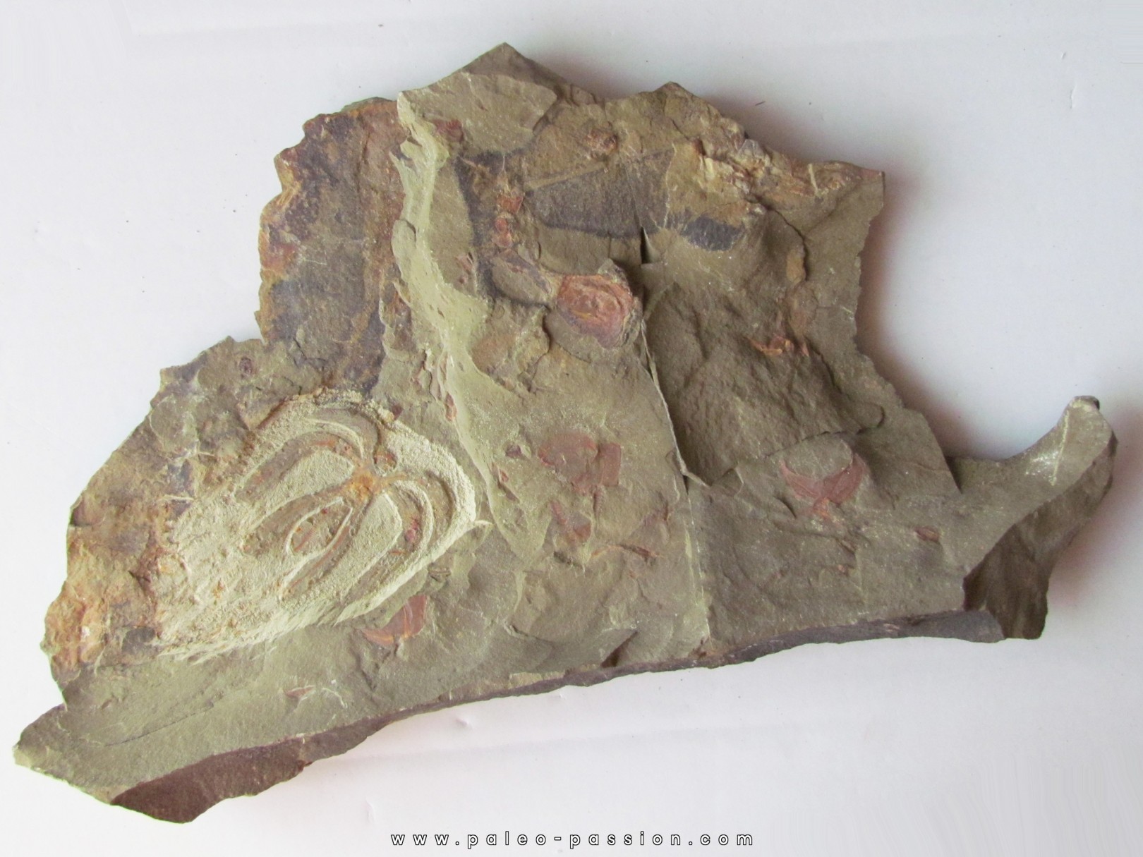 Furca mauretanica Furca mauretanica