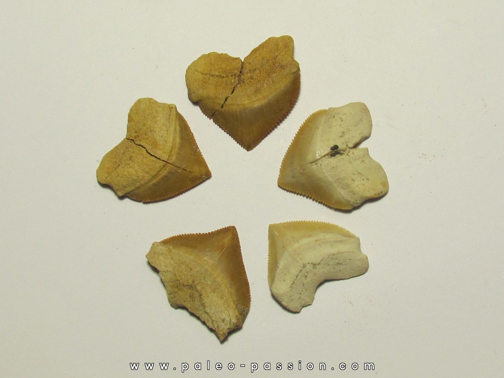 shark teeth (set of 5): SQUALICORAX PRISTODONTUS (1) shark teeth (set of 5): SQUALICORAX PRISTODONTUS (1)