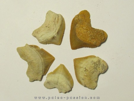 shark teeth (set of 5): SQUALICORAX PRISTODONTUS (2)