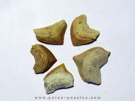 lot de 5 dents de requin: SQUALICORAX PRISTODONTUS (5)