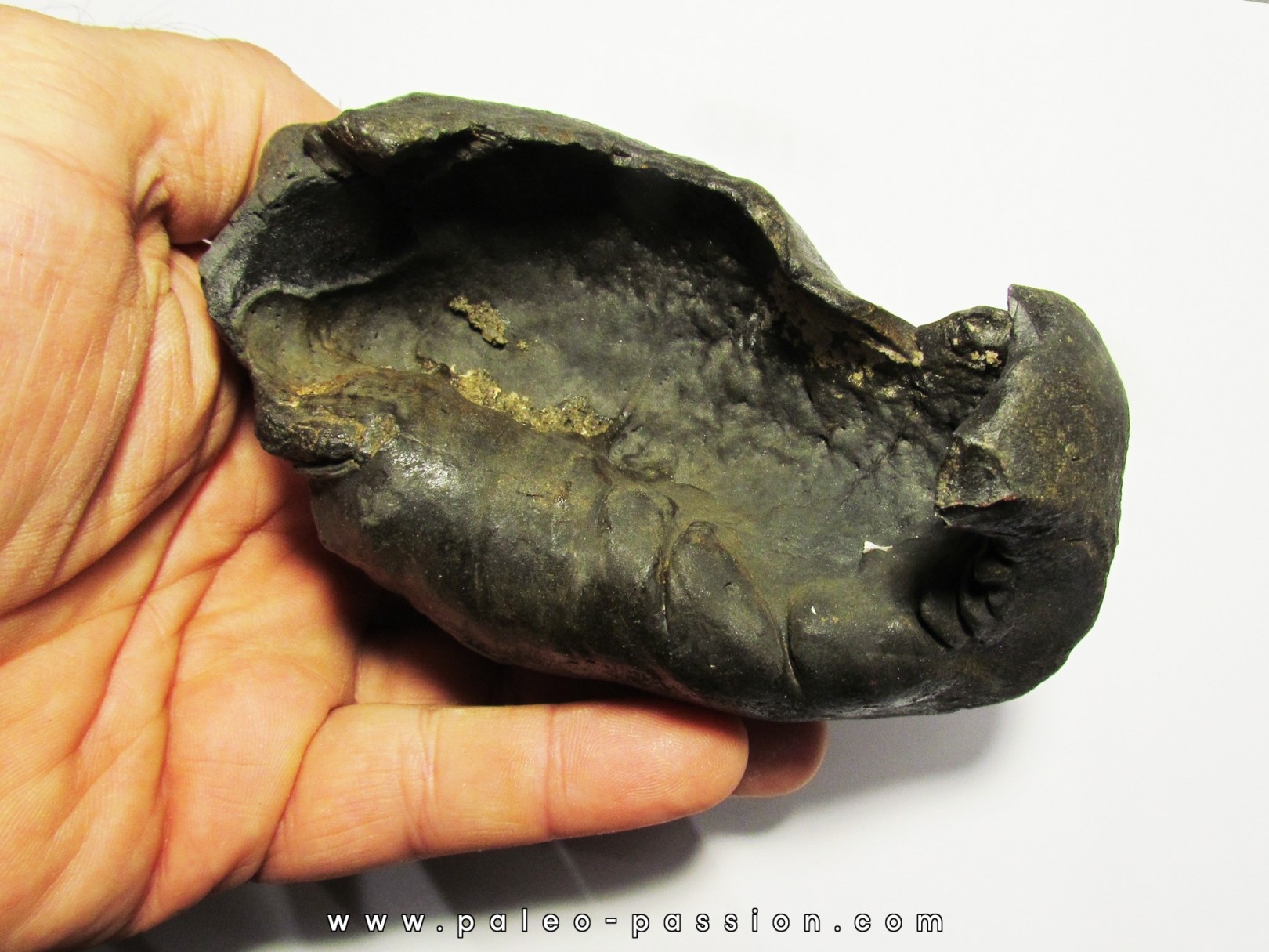 whale earbone (6) whale earbone (6)