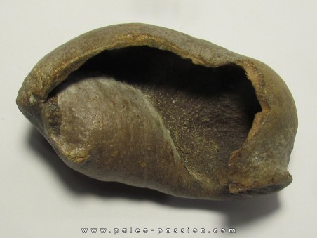 whale earbone (7)