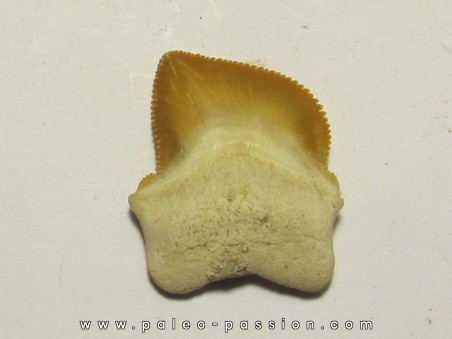 shark teeth: SQUALICORAX KAUPI (1)
