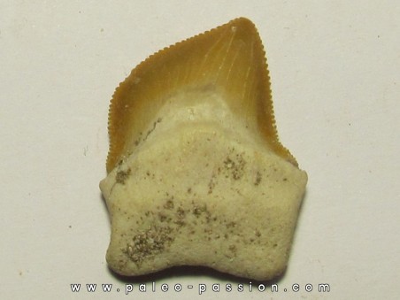 shark teeth: SQUALICORAX KAUPI (2)