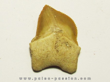 shark teeth: SQUALICORAX KAUPI (3)
