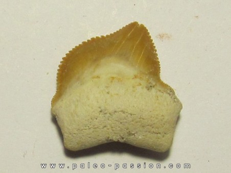 shark teeth: SQUALICORAX KAUPI (4)