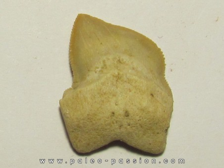 shark teeth: SQUALICORAX KAUPI (6)