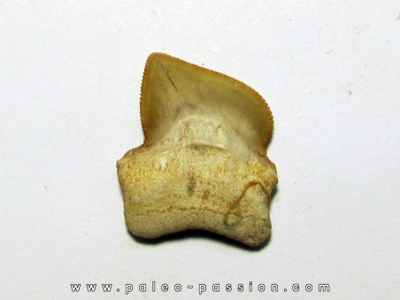 shark teeth: SQUALICORAX KAUPI (7)