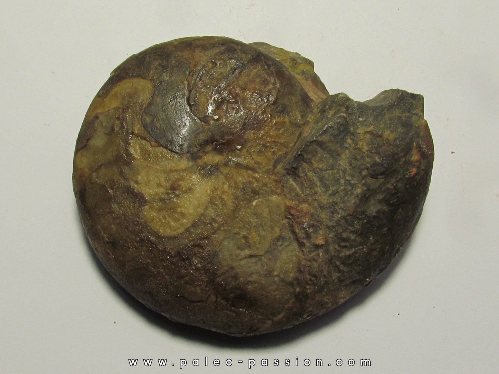 goniatite: Maeneceras  subvaricatum  (2) goniatite: Maeneceras  subvaricatum  (2)