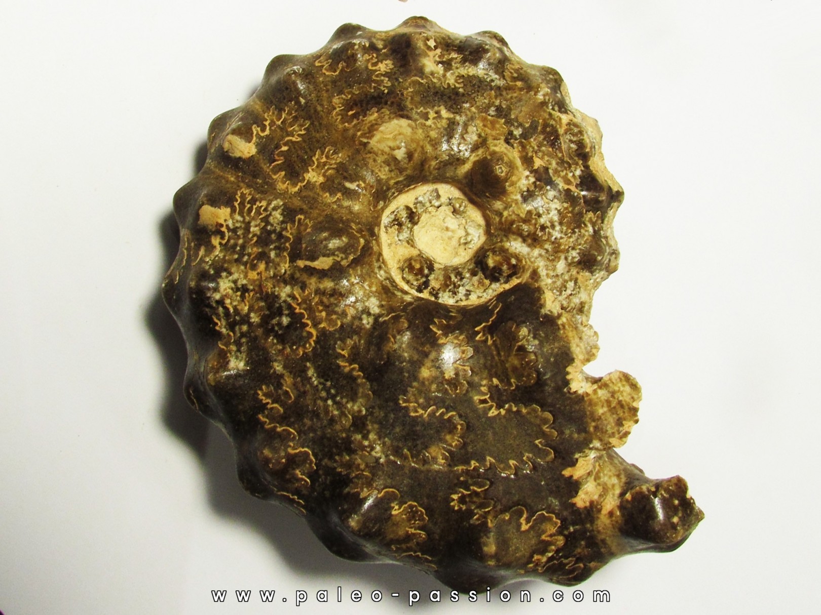 Mammites nodosoides (1) Mammites nodosoides (1)