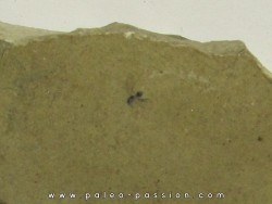 insect: DIPTERE Altkirch / ALSACE