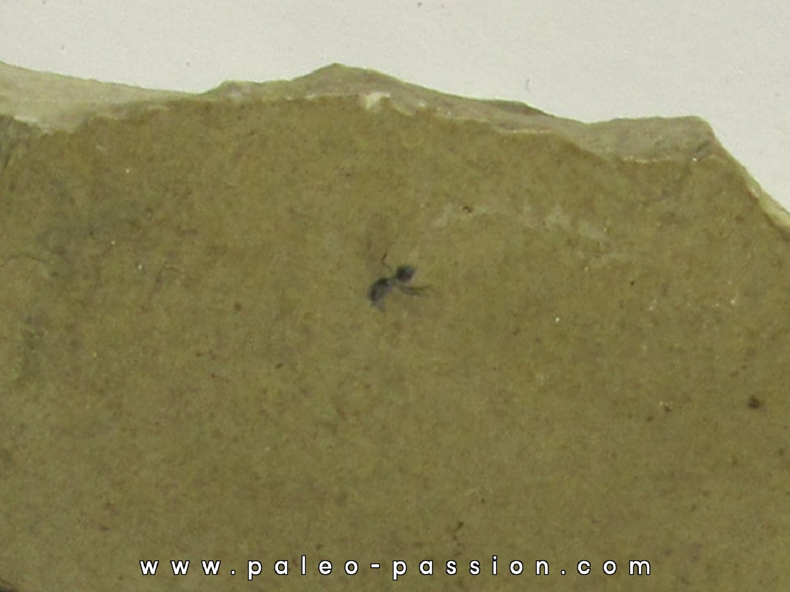 insecte: DIPTERE Altkirch / ALSACE