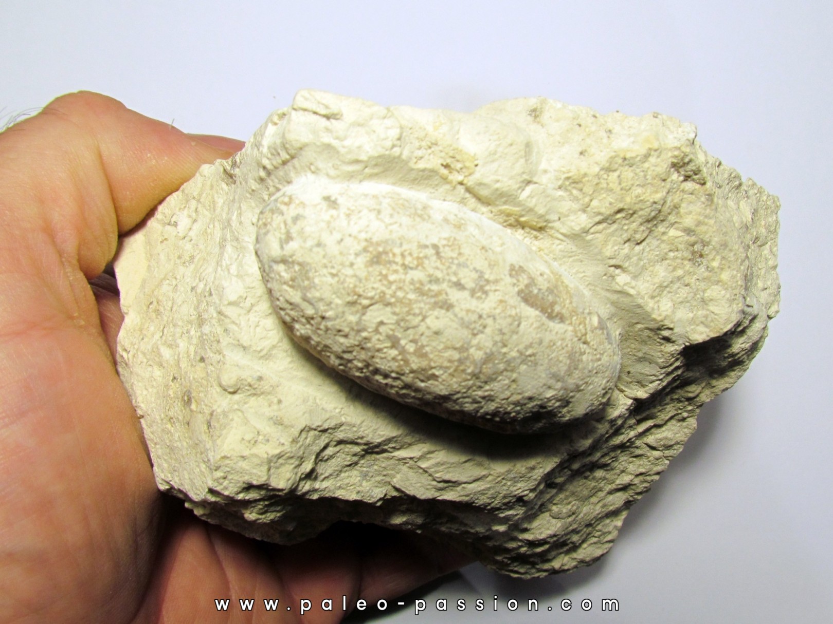 OEUF DE CROCODILE: CROCODILIENOVUM BUXOWILLANUM OEUF DE CROCODILE: CROCODILIENOVUM BUXOWILLANUM