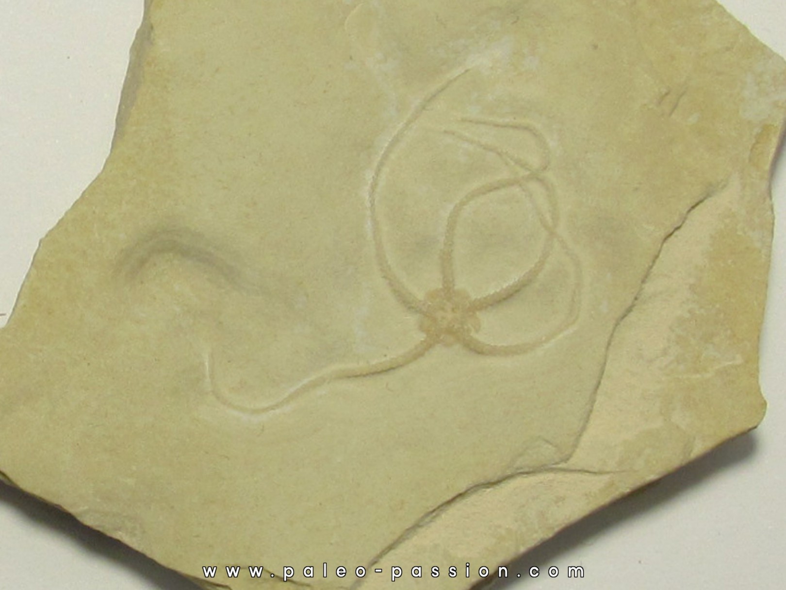 OPHUIRE: sinosura kelheimense (1) OPHUIRE: sinosura kelheimense (1)