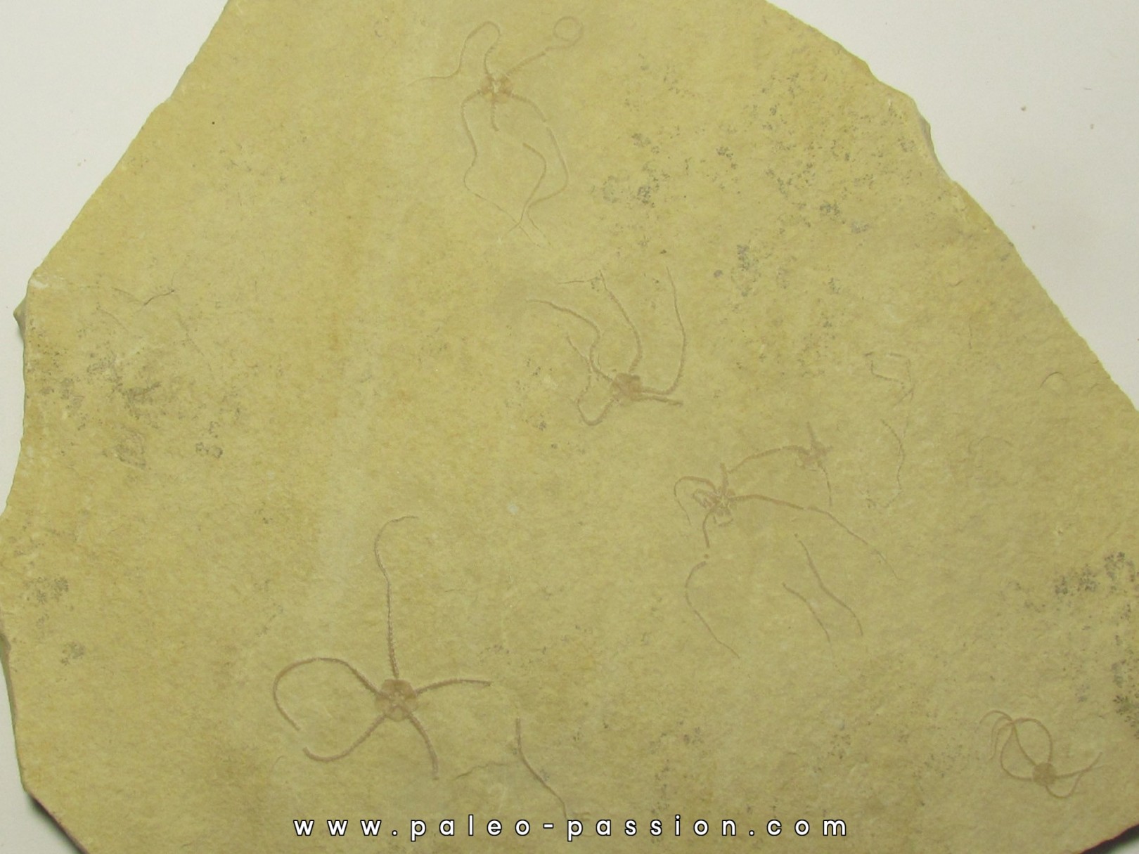 OPHUIRE: sinosura kelheimense (5) OPHUIRE: sinosura kelheimense (5)