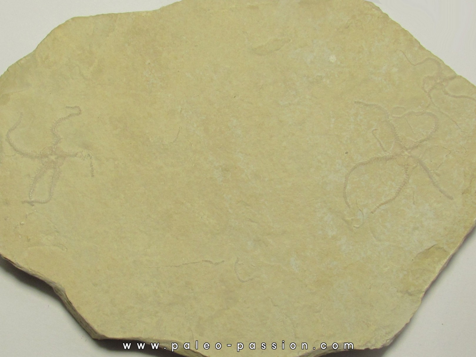 OPHUIRE: Ophiopetra lithographica (1) OPHUIRE: Ophiopetra lithographica (1)