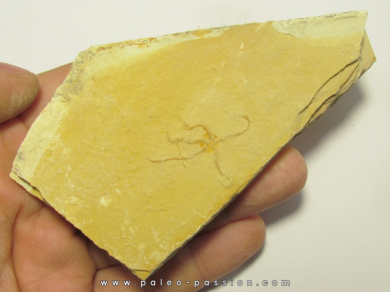 OPHUIRE: Ophiopetra lithographica (2) OPHUIRE: Ophiopetra lithographica (2)